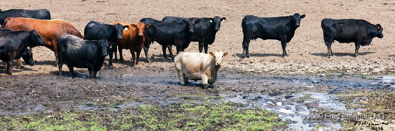 20080717_121225 D300 P 4200x1400.jpg - Cattle Farms on US 20 east of Sioux City (near Holstein, Iowa)
